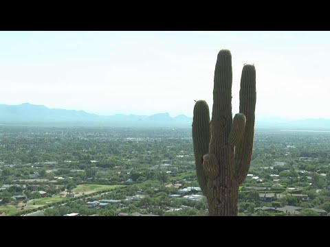 Extreme heat in Phoenix leads to a heartwarming wedding proposal