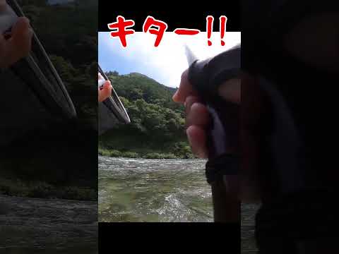 樂しい友釣り!?...136 #shorts