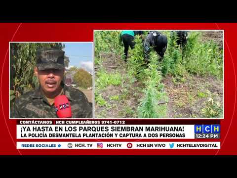 Descubren plantación de marihuana en el Parque Nacional “Montaña de Yoro”