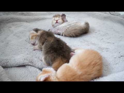 Cute kitten startled by being stroked while sleeping...