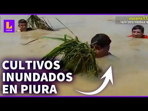 Piura: cultivos terminaron inundados tras desborde de río