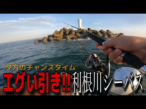 利根川シーバスがデカすぎた件