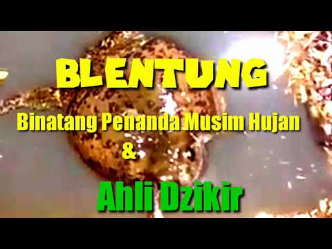 SUARA BLENTUNG Hewan Tanda Musim Hujan tiba|Suara Blentung|Hewan Fenomenal Ahli Dzikir|Hewan Viral