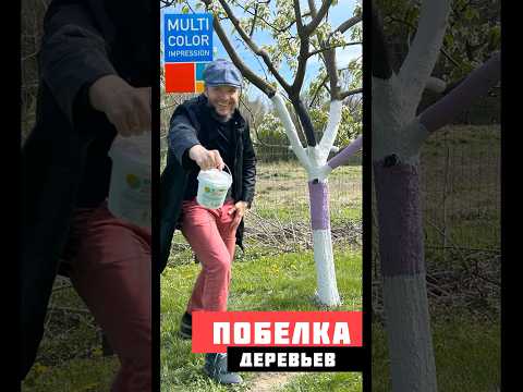 Побелка сада