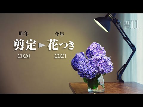 【あじさい】昨年の剪定は正しかったのか？。今年のアジサイの花は。【GardenVlog#11】