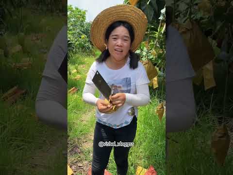 #mango #mangovarieties #fruit #facts #mangofruit #tropicalfruit #food #fruitcutting #shortvideo