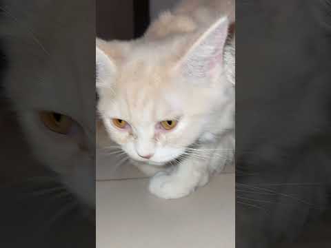 Funny Cat Videos Mochi lover #cat #catvideos