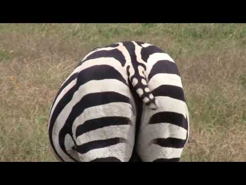 Short zebra tail – SO FUNNY!!