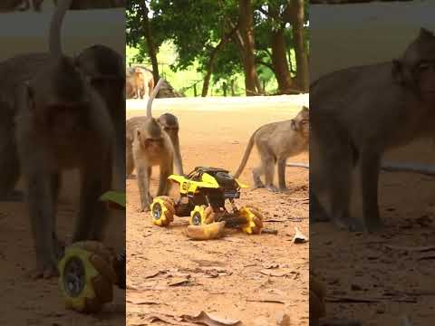 Monkey video Prank monkey #funny #monkey #monkeyvideo #animals #funnyanimal #monkeyshow #animals