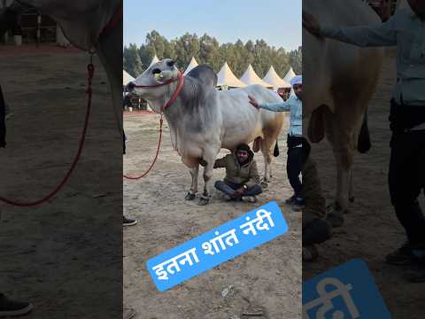 इतना शांत स्वभाव का नंदी 💪@FarmingGuruji