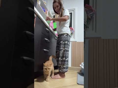 หิวจนโวยวาย #cat #cutecat #แมว #cute #funnycats #kitten #pets #แมวถังแก๊ส #meow #funny