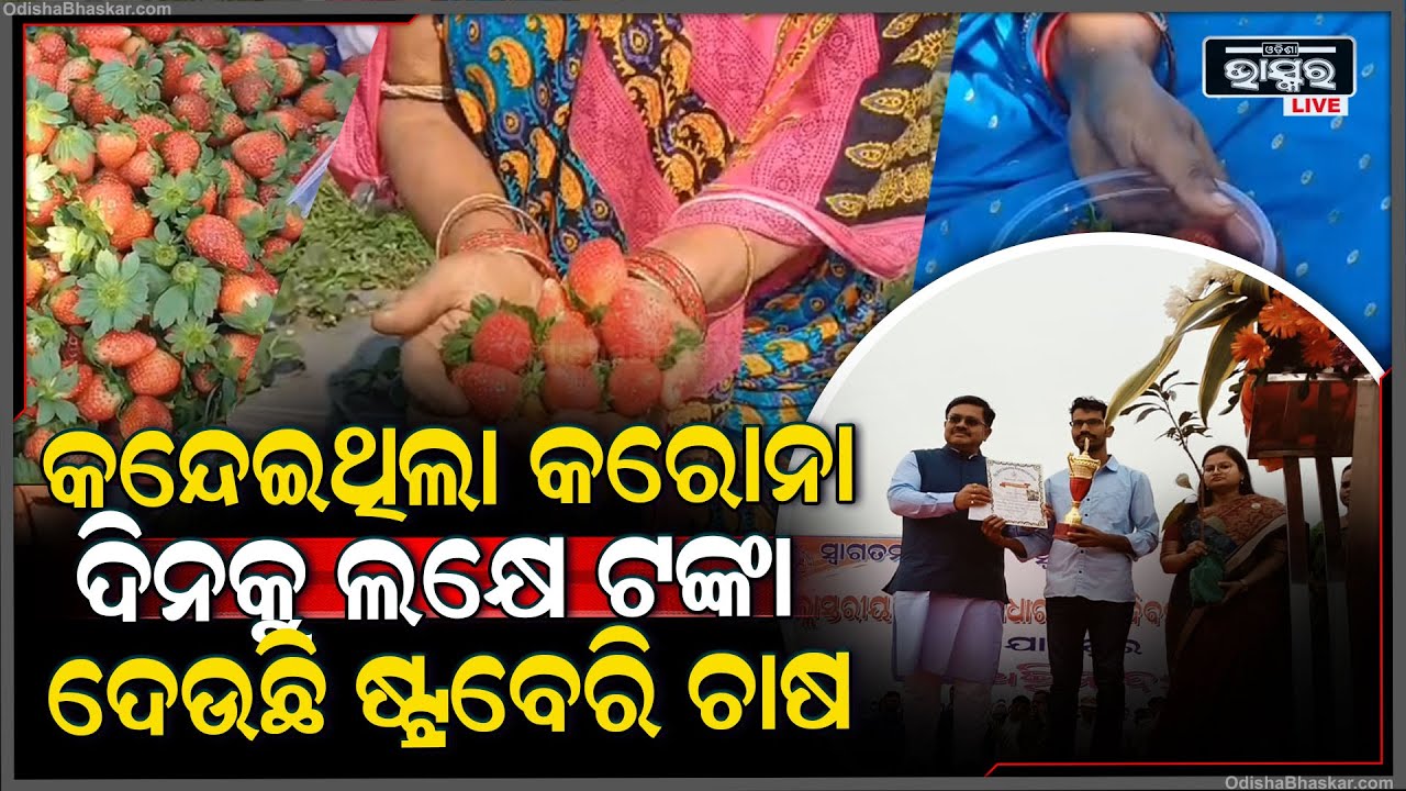 କରୋନା କନ୍ଦେଇଥିଲା, ଆଜି ବିଦେଶୀ ନାଲି ନାଲି ଷ୍ଟ୍ରବେରି କରିଦେଇଛି ଲକ୍ଷପତି Successful farmer