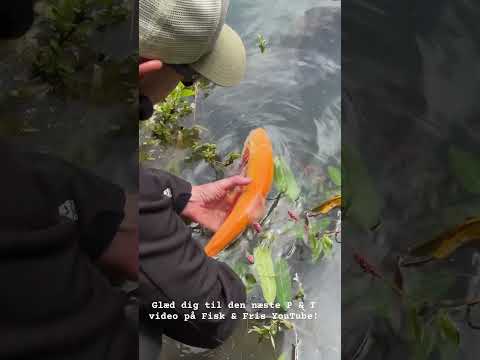 I den kommende P & T video ser vi nærmere på de nye putandtake softbaits fra Kinetic