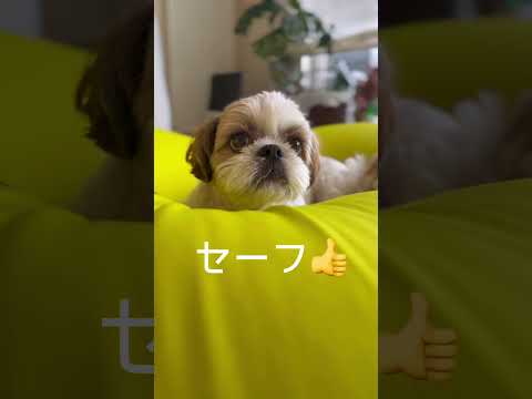 負けられない戦いがあるらしいw w w #福来ちゃんねる #shihtzu