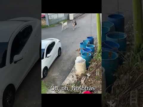 Reacción a videos graciosos l Reacción mexicano 19 #meez9  #meezjuegos