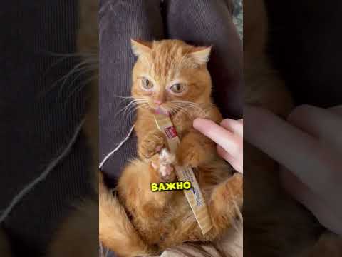 Этот котик очень необычный ☺️ (inst: @emiliotheorange)