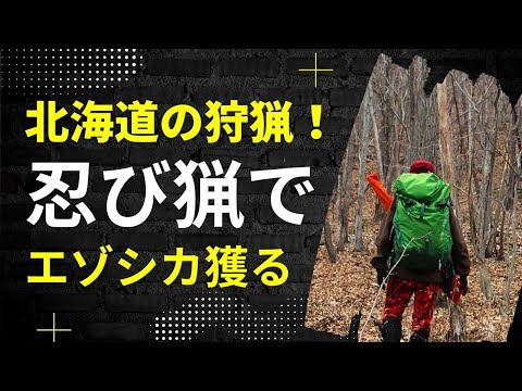 【狩猟】 忍び猟でエゾシカを仕留めた日 @hitorist #忍び猟 #狩猟 #エゾシカ猟 #エゾシカ #忍び猟 #熊 #ハンティング #北海道 #有害鳥獣駆除 #ヒグマ