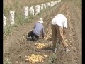 Kartofili Berqatvutyan Vra Azdel E Erashte thumbnail