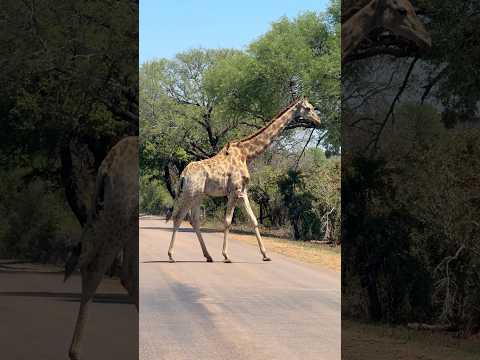 Giraffe Crossing the Road ❤️🦒 #giraffe #animals #wildlife