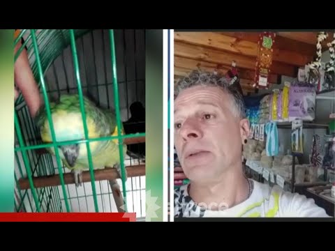 El pedido desesperado de un hombre para que le devuelvan a su loro Pancho