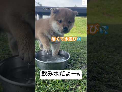 飲み水で水遊びする子犬が自由すぎる😂　#子犬　#柴犬 #犬　#かわいい犬 #犬のいる暮らし サムネイル