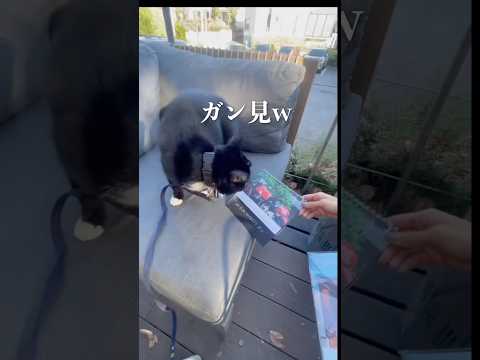 自分の写真を見つけてガン見する猫