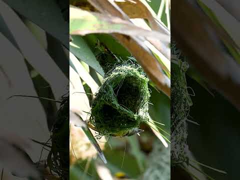 Weaver Bird Build Nest The Most Beautiful Bird Nest 0006 #birds #birdhome #nature
