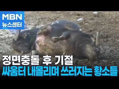 사람들 환호 속 쓰러진 황소…반복되는 축제에 <strong>동물</strong> 보호 목소리 [MBN 뉴스센터]