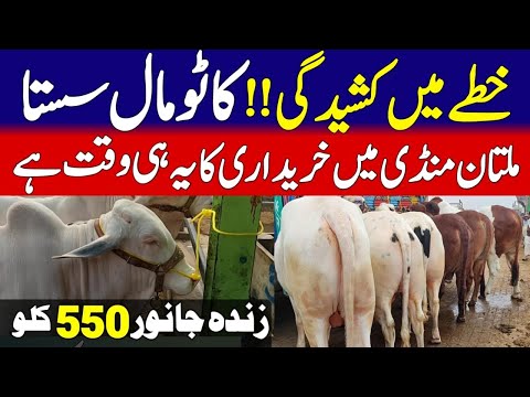 Multan Mandi Latest Updates ❤️ | Bachra Farming Business Idea 💥| Bakra Mandi Pakistan Official