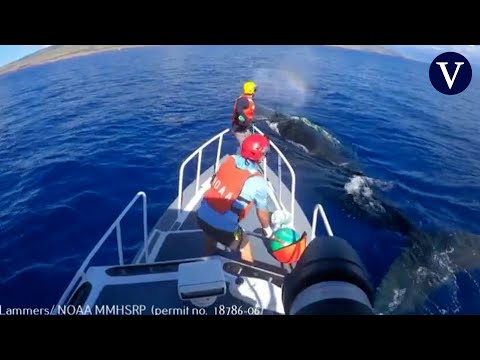 Liberan a una ballena que se había enredado con un cabo de pesca en aguas de las islas Hawai