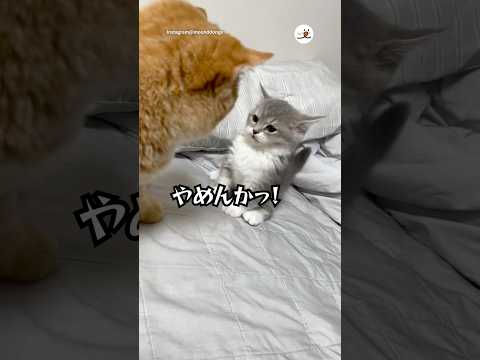 猫の動画サムネイル - 反省ゼロの子猫｜PECO