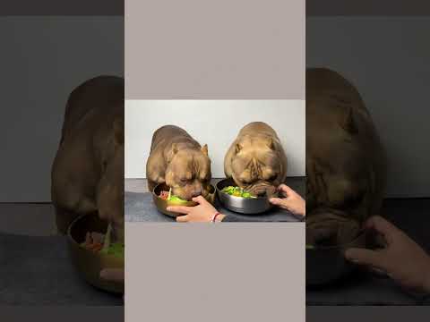 #干饭狗的日常 #恶霸犬 #萌宠出道计划 #狗吃的比我好系列 我看看今天你们都吃了啥