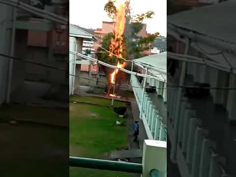 Tranquillty secondary school..students lights a tree a fire