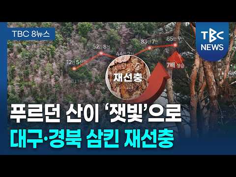 [집중] "멀쩡한 나무가 없다"... 재선충 7배 '폭증' [260826]ㅣTBC뉴스