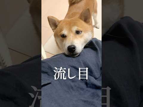 食べ過ぎた柴犬と４丁目の恋がアツい #柴犬 #豆柴　#アテレコ