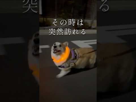 犬もストライキ起こすって知らないでしょ #つーちゃん #コーギー #corgi