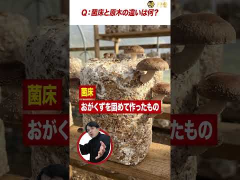 菌床と原木の違い、説明できますか？ #shorts