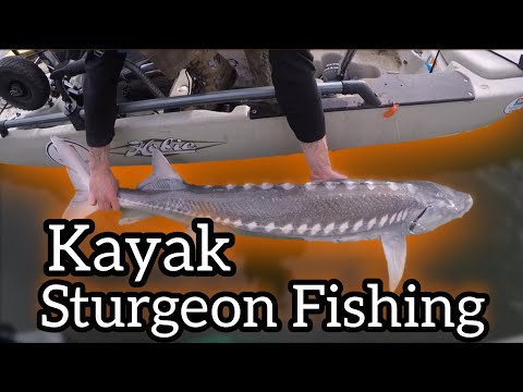 chasing white sturgeon on my kayak