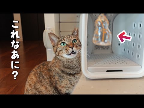 愛猫の毛が宝物になる『うちの子のけだまだま』が素敵すぎた