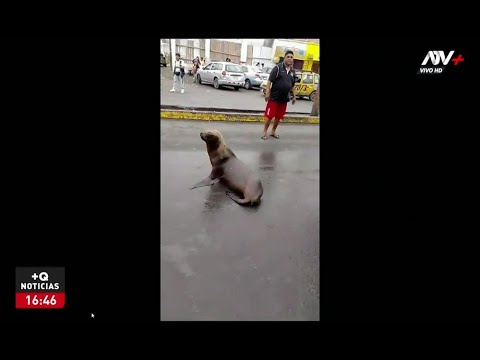 Lobo marino paraliza tránsito vehicular en Chimbote