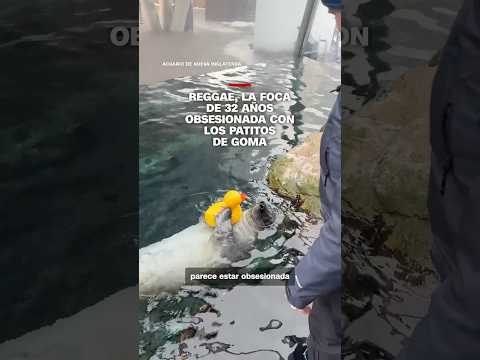 Reggae, la foca de 32 años obsesionada con los patitos de goma