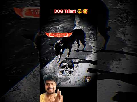 Dog Lover #dog #lover #animals #love #pets #talent #viral #short #aura #doglife #shorts #shortsfeed