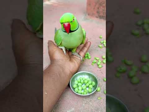 mummy ko bulao 💞💚🦜 #talkingparot #funny #petbird #parrot #nonstoptalkingparrot #viralshort #foryou