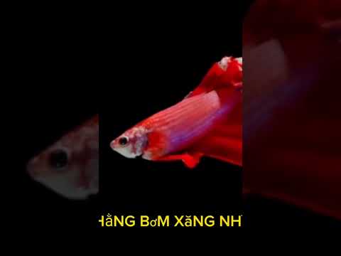 truyện audio hài hước (Đỗ Xăng - Đít em mấy lỗ)