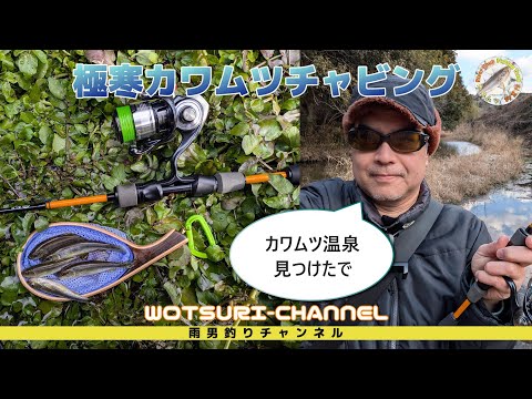 カワムツチャビング☆極寒の中カワムツ温泉見つけました
