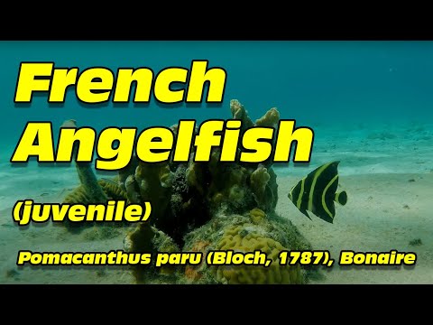 French Angelfish (juvenile), Pomacanthus paru, Bonaire