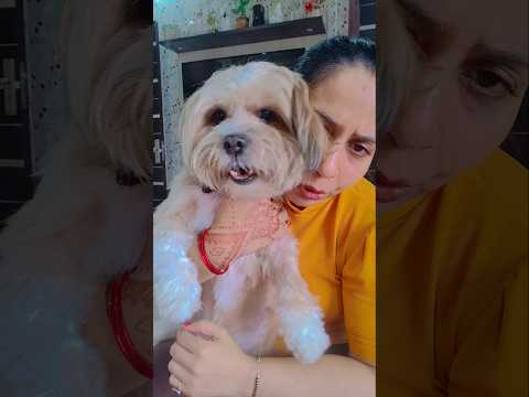 funny #dog #pet #cute #ytshorts #trending