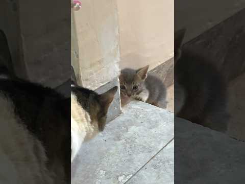 A kitten we adopted encountered with resident cat during first exploration #shorts