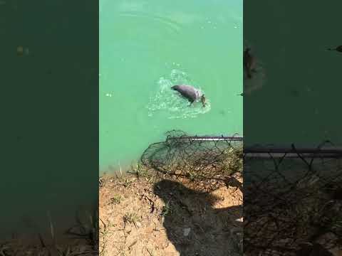 #catfish #grandpa #fishing