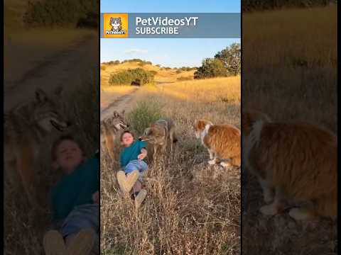 Where’s The PARENTS? COYOTES Charge At Boy